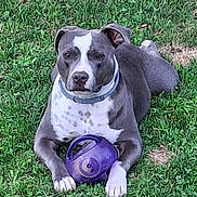 Aries is registered to the contest to win money with this photo: dog, pet, grass, outdoor, portrait, sitting, gray_coat, white_markings, blue_collar, purple_ball, toy, front_paws, floppy_ears, short_hair, backyard, lawn, animal, canine, playful, centered_composition