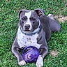 dog, pet, grass, outdoor, portrait, sitting, gray_coat, white_markings, blue_collar, purple_ball, toy, front_paws, floppy_ears, short_hair, backyard, lawn, animal, canine, playful, centered_composition