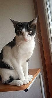 Lalou a rejoint le concours — aidez-le/la à gagner de superbes lots ! aegean_cat, american_wirehair, asian, carnivore, cat, domestic_short_haired_cat, european_shorthair, felidae, japanese_bobtail, kitten, mammal, polydactyl_cat, small_to_medium_sized_cats, vertebrate, whiskers