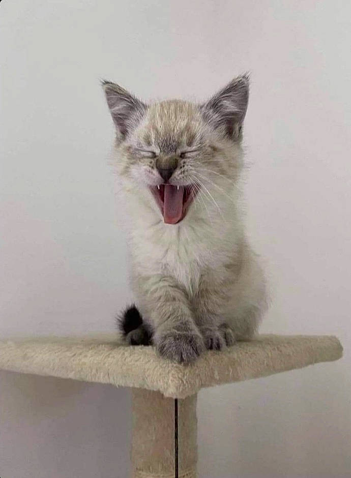 Fendi participe au concours pour gagner de l'argent avec cette photo : asian, balinese, british_semi_longhair, carnivore, cat, domestic_short_haired_cat, facial_expression, felidae, kitten, mammal, ojos_azules, ragamuffin, ragdoll, siberian, small_to_medium_sized_cats, tail, turkish_angora, whiskers, yawn