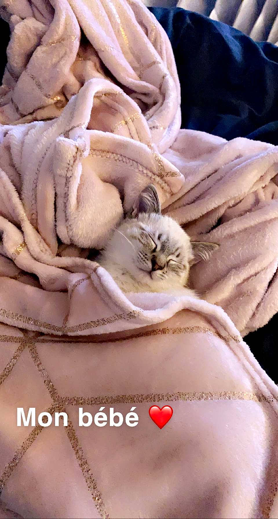 Fendi participe au concours pour gagner de l'argent avec cette photo : cat, fawn, felidae, fur