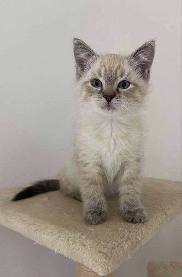 Fendi a rejoint le concours — aidez-le/la à gagner de superbes lots ! asian, asian_semi_longhair, balinese, british_semi_longhair, carnivore, cat, domestic_short_haired_cat, eye, felidae, himalayan, kitten, mammal, ojos_azules, ragamuffin, ragdoll, siberian, small_to_medium_sized_cats, thai, vertebrate, whiskers