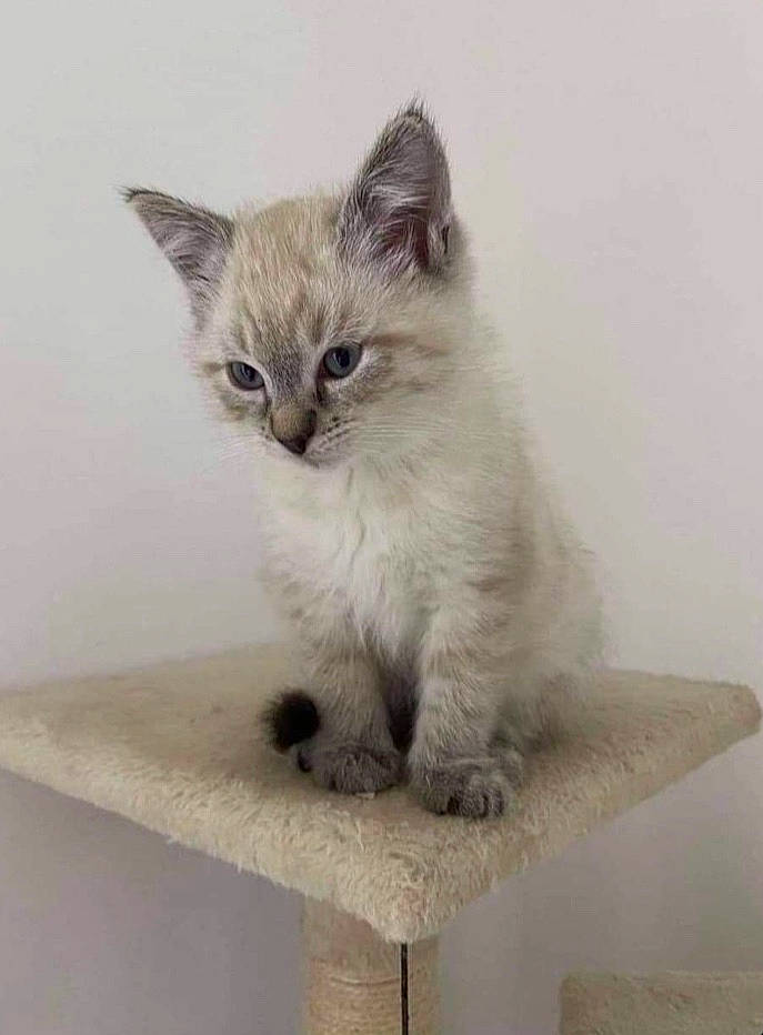 Fendi participe au concours pour gagner de l'argent avec cette photo : asian, asian_semi_longhair, balinese, birman, british_semi_longhair, carnivore, cat, domestic_short_haired_cat, felidae, kitten, mammal, munchkin, ojos_azules, ragamuffin, ragdoll, siberian, small_to_medium_sized_cats, thai, vertebrate, whiskers