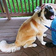 Zuke is registered to the contest to win money with this photo: dog, pet, animal, canine, fur, porch, wooden_floor, leash, person_hand, blue_jeans, black_shoes, green_grass, happy, sitting, outdoor, smiling, tail, paw, petting, fence