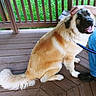 dog, pet, animal, canine, fur, porch, wooden_floor, leash, person_hand, blue_jeans, black_shoes, green_grass, happy, sitting, outdoor, smiling, tail, paw, petting, fence