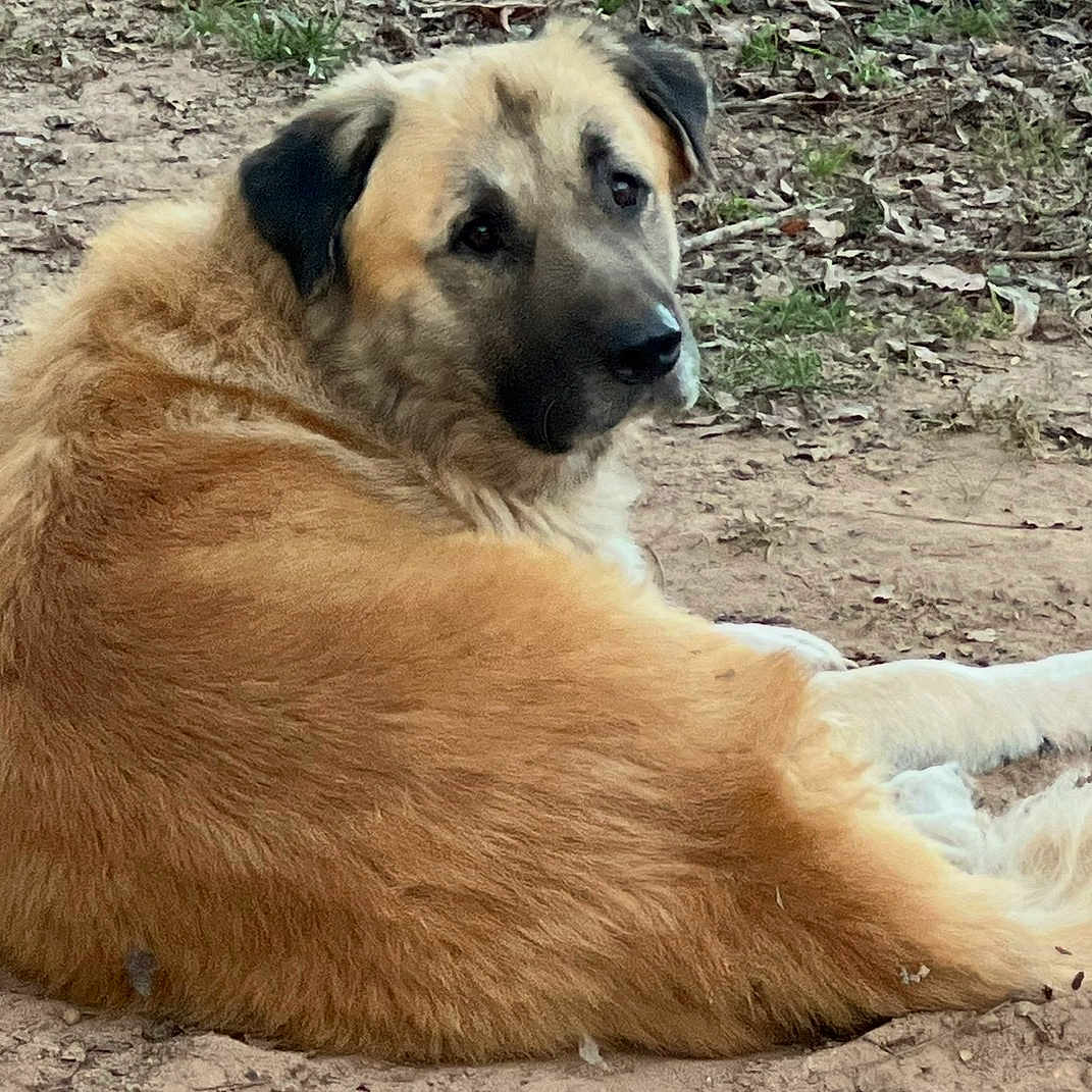 Zuke is registered to the contest to win money with this photo: dog, animal, outdoor, fur, canine, pet, laying_down, brown, nature, grass, earth, mammal, looking_back, ears, nose, tail, relaxed, daylight, closeup, companion
