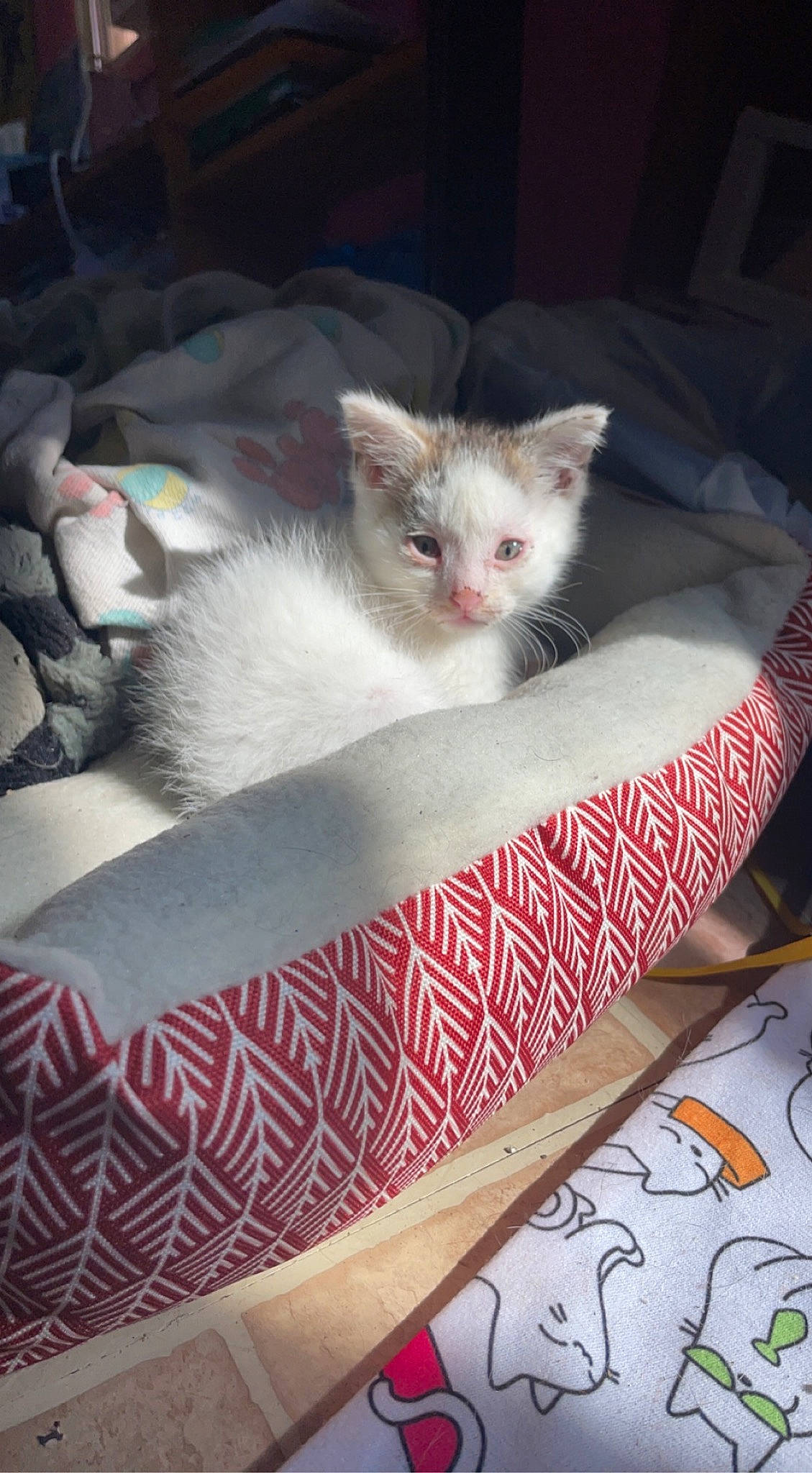 Chowder is registered to the contest to win money with this photo: box, carnivore, cat, comfort, couch, domestic_short_haired_cat, fawn, felidae, fur, linens, mammal, pattern, paw, room, sitting, small_to_medium_sized_cats, tail, textile, whiskers, wood