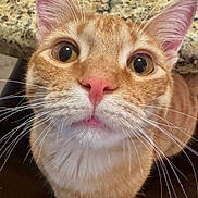 Vinny joined the competition — help win amazing prizes! cat, orange_tabby, close_up, whiskers, pink_nose, big_eyes, ears, fur, indoor, countertop, granite_countertop, curious, pet, feline, domestic_cat, looking_up, portrait, cute, face, closeup_portrait