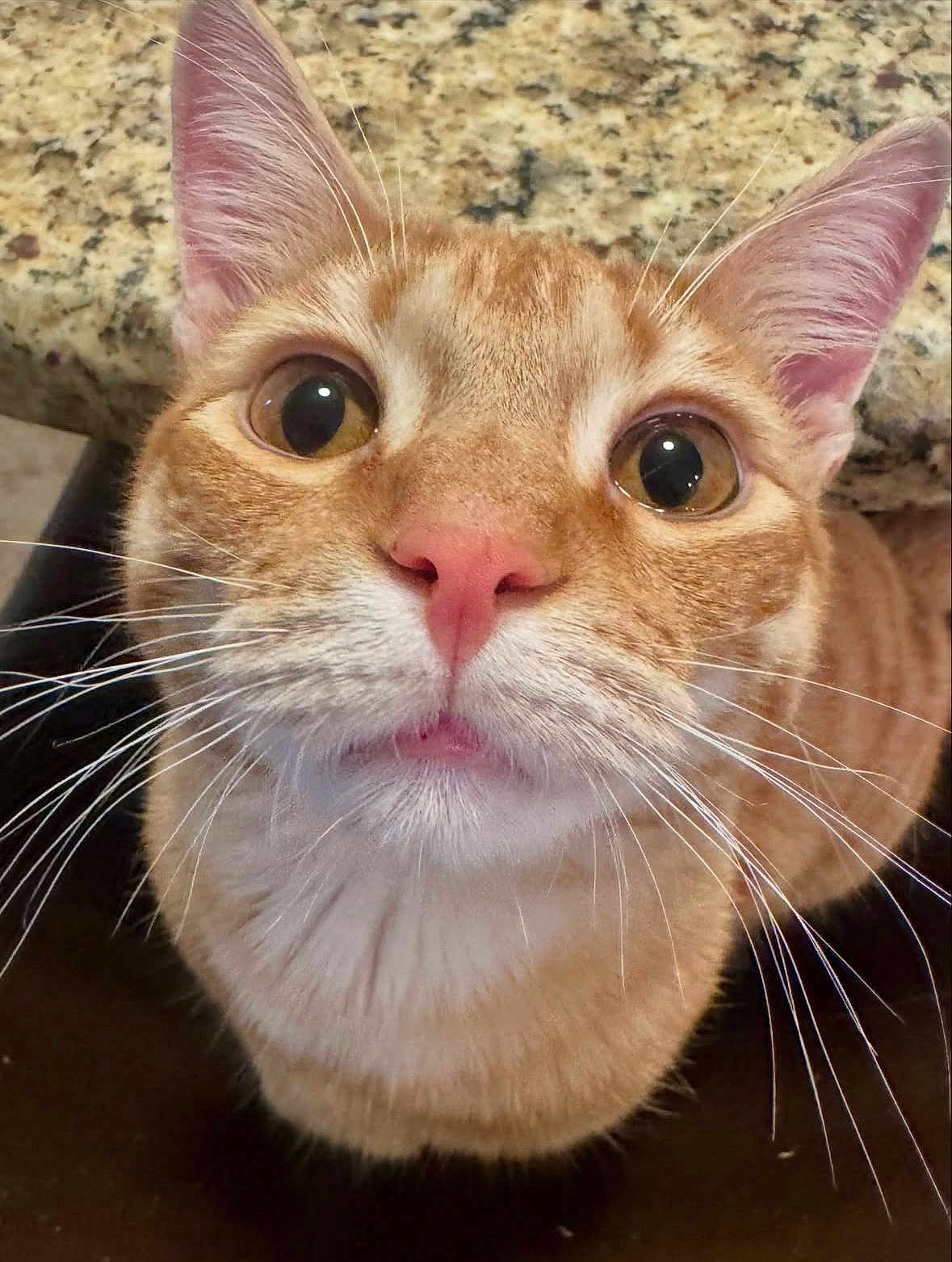 Vinny joined the competition — help win amazing prizes! cat, orange_tabby, close_up, whiskers, pink_nose, big_eyes, ears, fur, indoor, countertop, granite_countertop, curious, pet, feline, domestic_cat, looking_up, portrait, cute, face, closeup_portrait