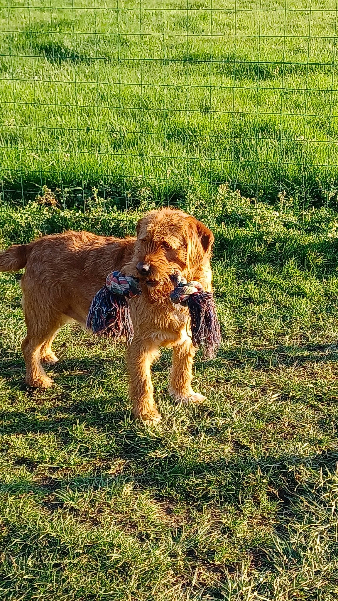 Pato a rejoint le concours — aidez-le/la à gagner de superbes lots ! airedale_terrier, canidae, carnivore, companion_dog, dog, dog_breed, fawn, field, grass, grassland, groundcover, lakeland_terrier, plant, snout, sporting_group, tail, terrier, water_dog, welsh_terrier, working_animal