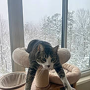 Hanky Panky joined the competition — help win amazing prizes! cat, tabby_cat, cat_tree, window, snow, winter, indoor, pet, feline, stretching, cozy, relaxed, wooden_furniture, animal, paw, whiskers, green_eyes, soft_furniture, home, nature_outside