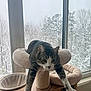 cat, tabby_cat, cat_tree, window, snow, winter, indoor, pet, feline, stretching, cozy, relaxed, wooden_furniture, animal, paw, whiskers, green_eyes, soft_furniture, home, nature_outside