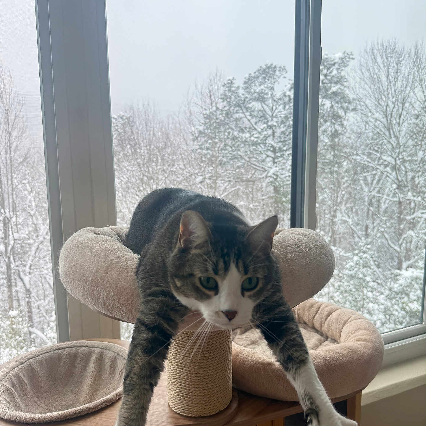 Hanky Panky joined the competition — help win amazing prizes! animal, cat, cat_tree, cozy, feline, green_eyes, home, indoor, nature_outside, paw, pet, relaxed, snow, soft_furniture, stretching, tabby_cat, whiskers, window, winter, wooden_furniture