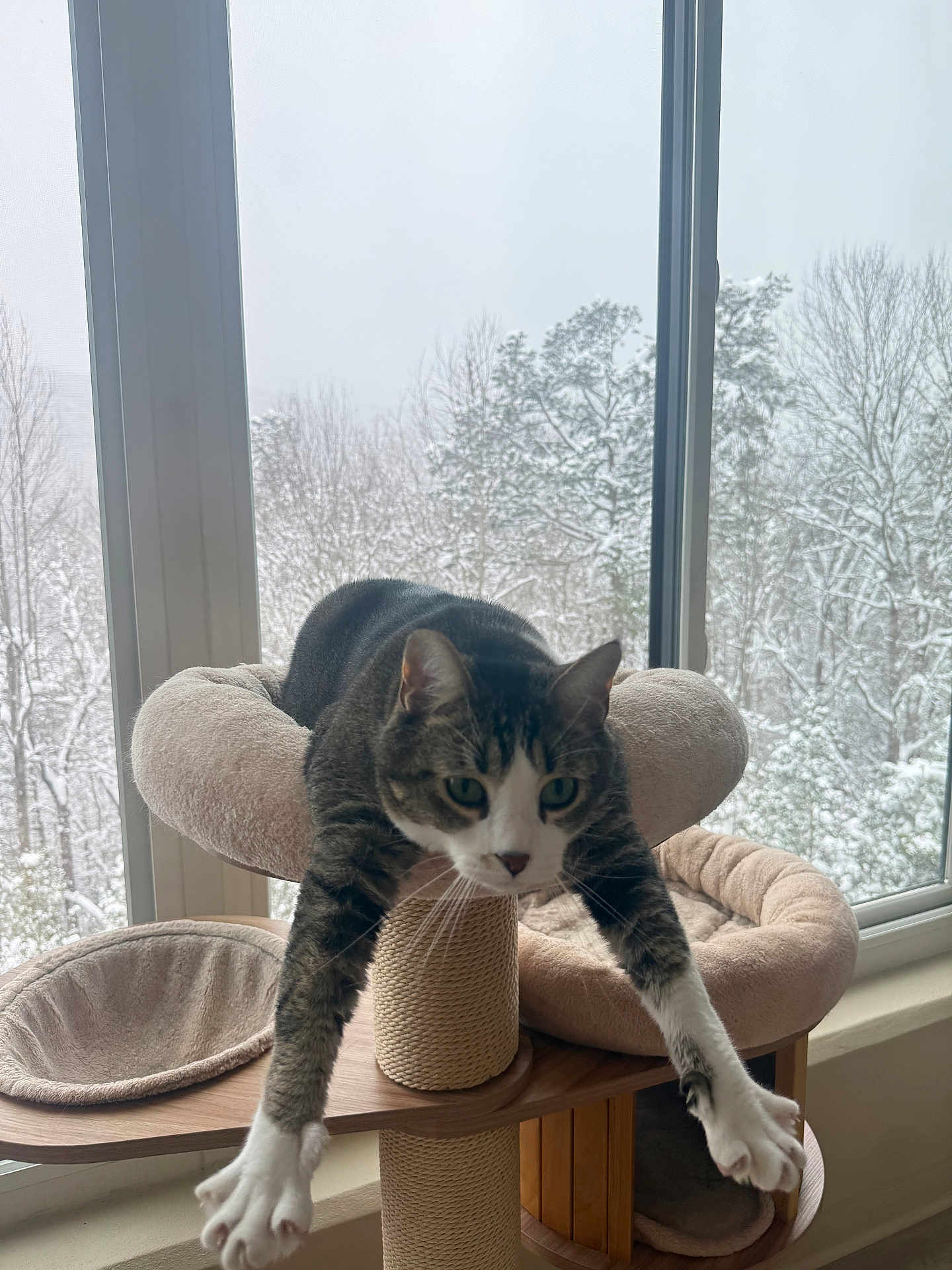 Hanky Panky joined the competition — help win amazing prizes! cat, tabby_cat, cat_tree, window, snow, winter, indoor, pet, feline, stretching, cozy, relaxed, wooden_furniture, animal, paw, whiskers, green_eyes, soft_furniture, home, nature_outside