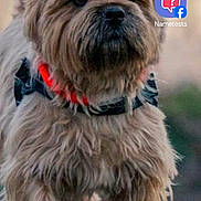 Mambo a rejoint le concours — aidez-le/la à gagner de superbes lots ! alert, animal, app_icons, background_blur, brown, collar, cute, dirt, dog, fur, mobile_screenshot, nature, outdoor, path, pet, portrait, scruffy, small_dog, status_bar, walking