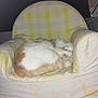 cat, sleeping, chair, cushion, animal_print, orange_and_white, pet, indoor, cozy, feline, resting, small_chair, plush, fur, curled_up, peaceful, domestic_animal, nap, soft, cute