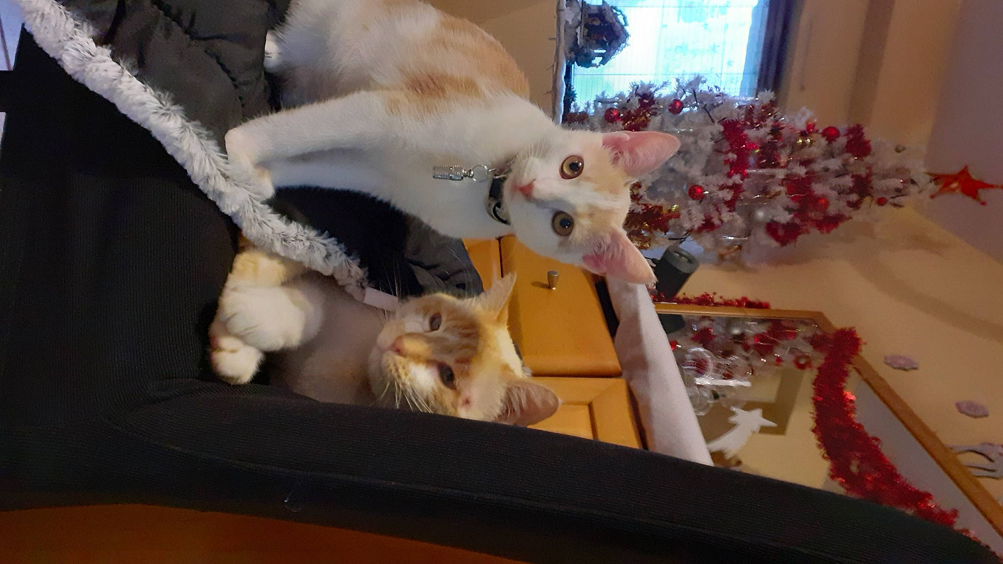 Socquette participe au concours pour gagner de l'argent avec cette photo : canidae, carnivore, cat, companion_dog, event, fawn, felidae, fur, ornament, plant, room, small_to_medium_sized_cats, sporting_group, tail, textile, toy, tree, whiskers, window, wood