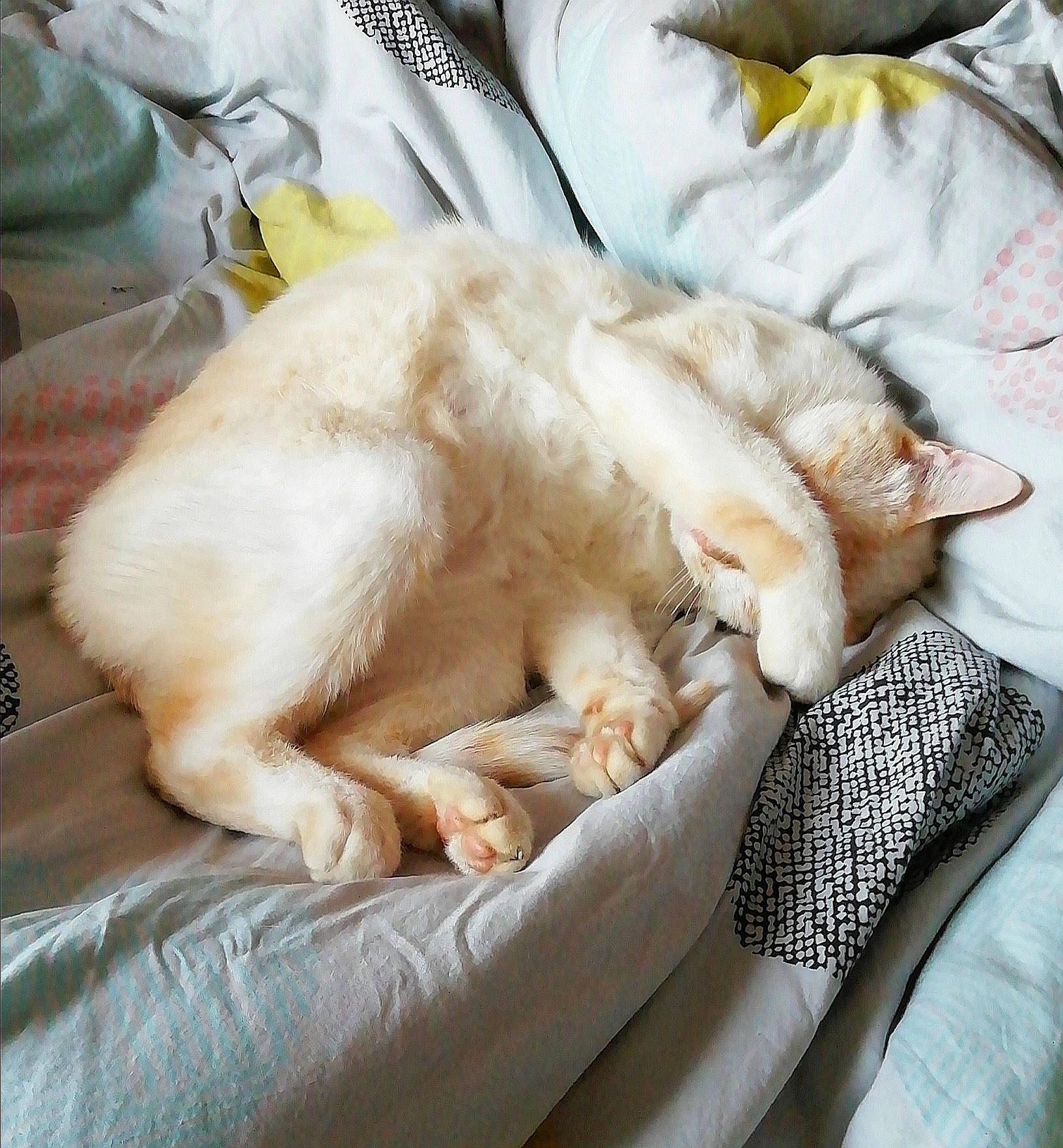 Caramel participe au concours pour gagner de l'argent avec cette photo : burmilla, canidae, carnivore, cat, claw, companion_dog, fawn, felidae, fur, nap, paw, singapura, sleep, small_to_medium_sized_cats, sporting_group, whiskers