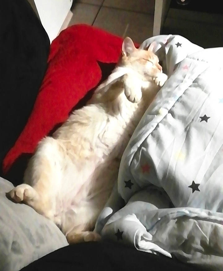 Caramel a rejoint le concours — aidez-le/la à gagner de superbes lots ! bed_sheet, bedding, blanket, canidae, carnivore, cat, comfort, companion_dog, cushion, duvet, felidae, fur, furniture, kitten, linens, nap, non_sporting_group, pillow, sleep, small_to_medium_sized_cats