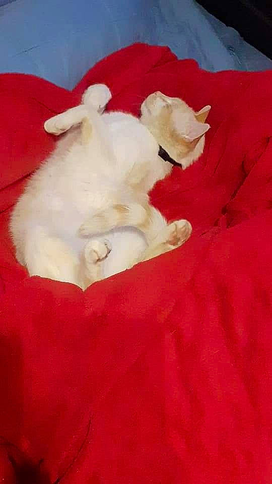 Caramel a rejoint le concours — aidez-le/la à gagner de superbes lots ! bed, bedding, carnivore, comfort, companion_dog, couch, dog_breed, felidae, fur, linens, plush, sleeve, small_to_medium_sized_cats, stuffed_toy, tail, teddy_bear, textile, toy, whiskers, wood