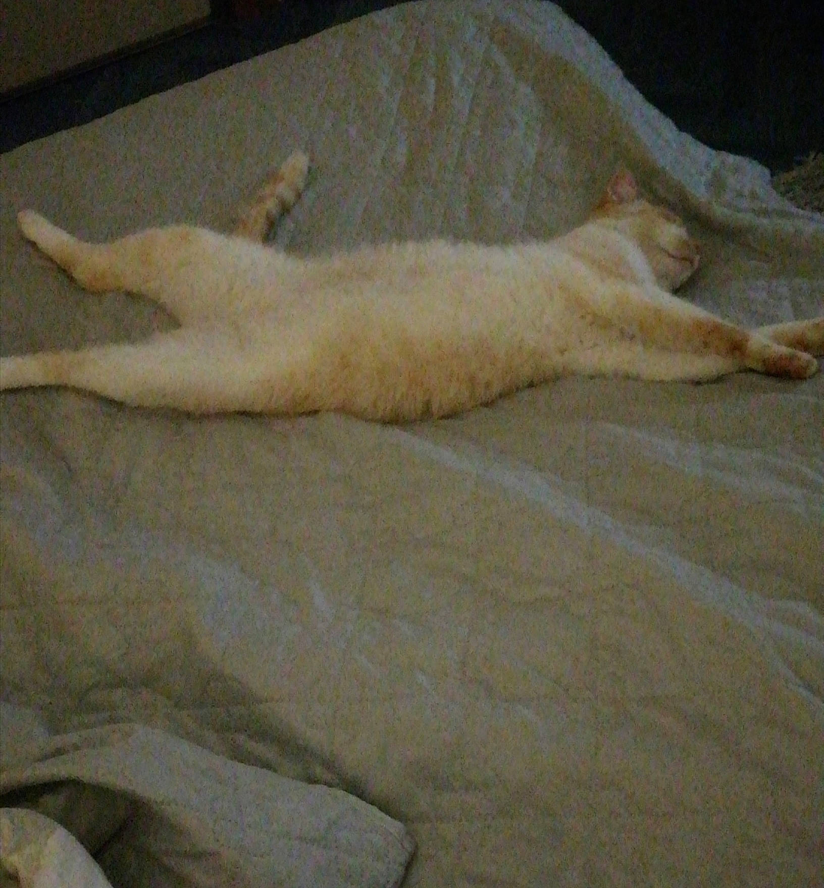 Caramel participe au concours pour gagner de l'argent avec cette photo : fawn, fur, tail