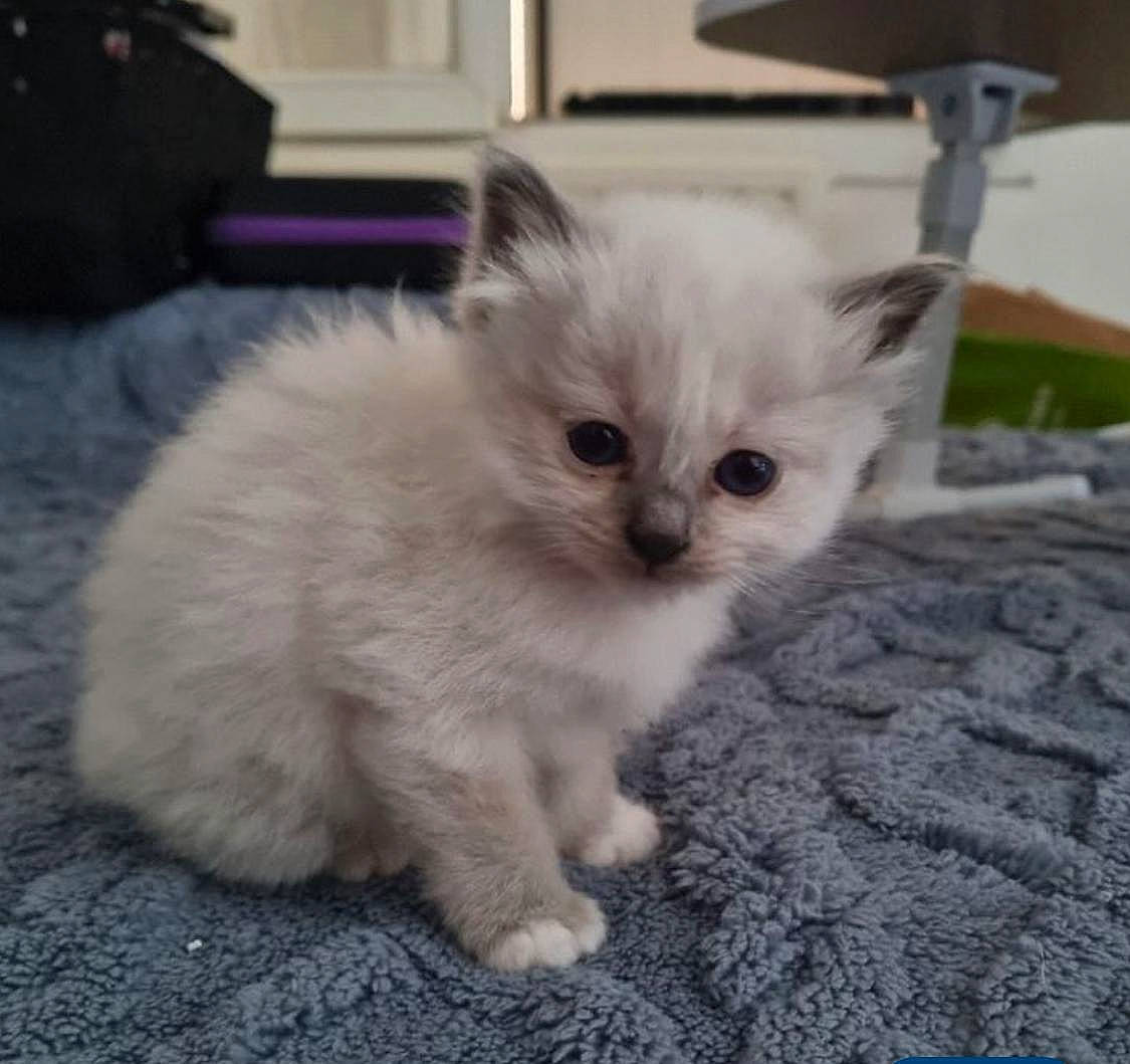 Nala Et Sira a rejoint le concours — aidez-le/la à gagner de superbes lots ! british_longhair, carnivore, cat, claw, domestic_short_haired_cat, fawn, felidae, fur, paw, sitting, small_to_medium_sized_cats, tail, terrestrial_animal, whiskers, window