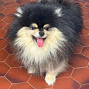 Arès participe au concours pour gagner de l'argent avec cette photo : dog, pomeranian, fluffy, tongue_out, happy, pet, animal, cute, small_dog, fur, indoor, floor, hexagonal_tiles, brown_tiles, sitting, portrait, canine, friendly, companion, adorable