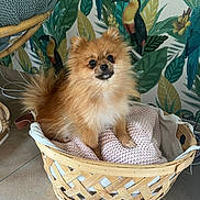 Nina a rejoint le concours — aidez-le/la à gagner de superbes lots ! animal, basket, bird, canine, cockerspaniel, crib, dog, dogbed, fun, furniture, infantbed, leisureactivities, papillon, penguin, person, pet, picnic, picnicbasket, puppy