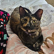 Klover Bell is registered to the contest to win money with this photo: cat, tortoiseshell, pet, feline, indoor, bed, blanket, fur, collar, resting, cute, animal, domestic, cozy, pattern, paws, curious, eyes, closeup, relaxed