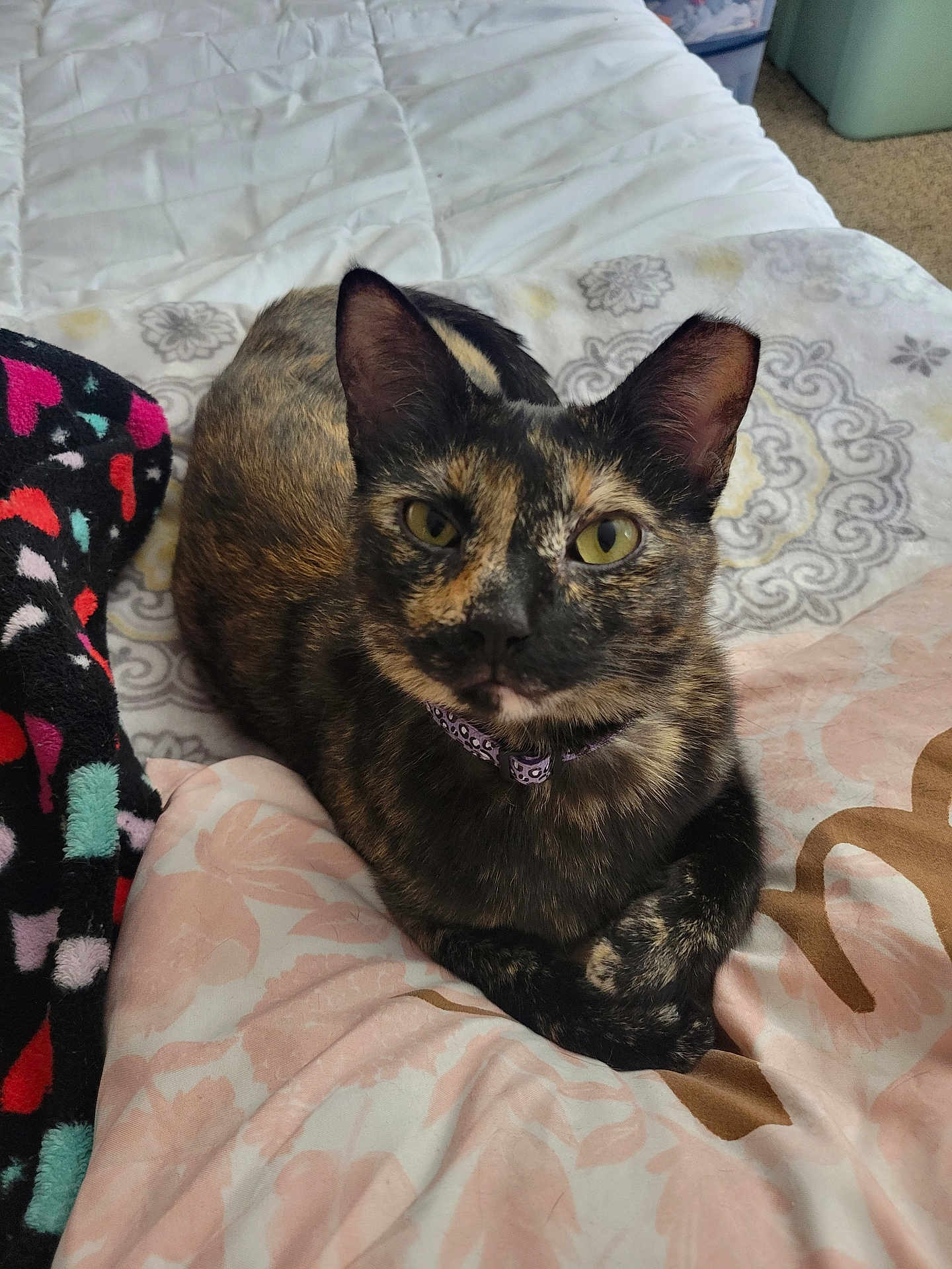 Klover Bell is registered to the contest to win money with this photo: cat, tortoiseshell, pet, feline, indoor, bed, blanket, fur, collar, resting, cute, animal, domestic, cozy, pattern, paws, curious, eyes, closeup, relaxed