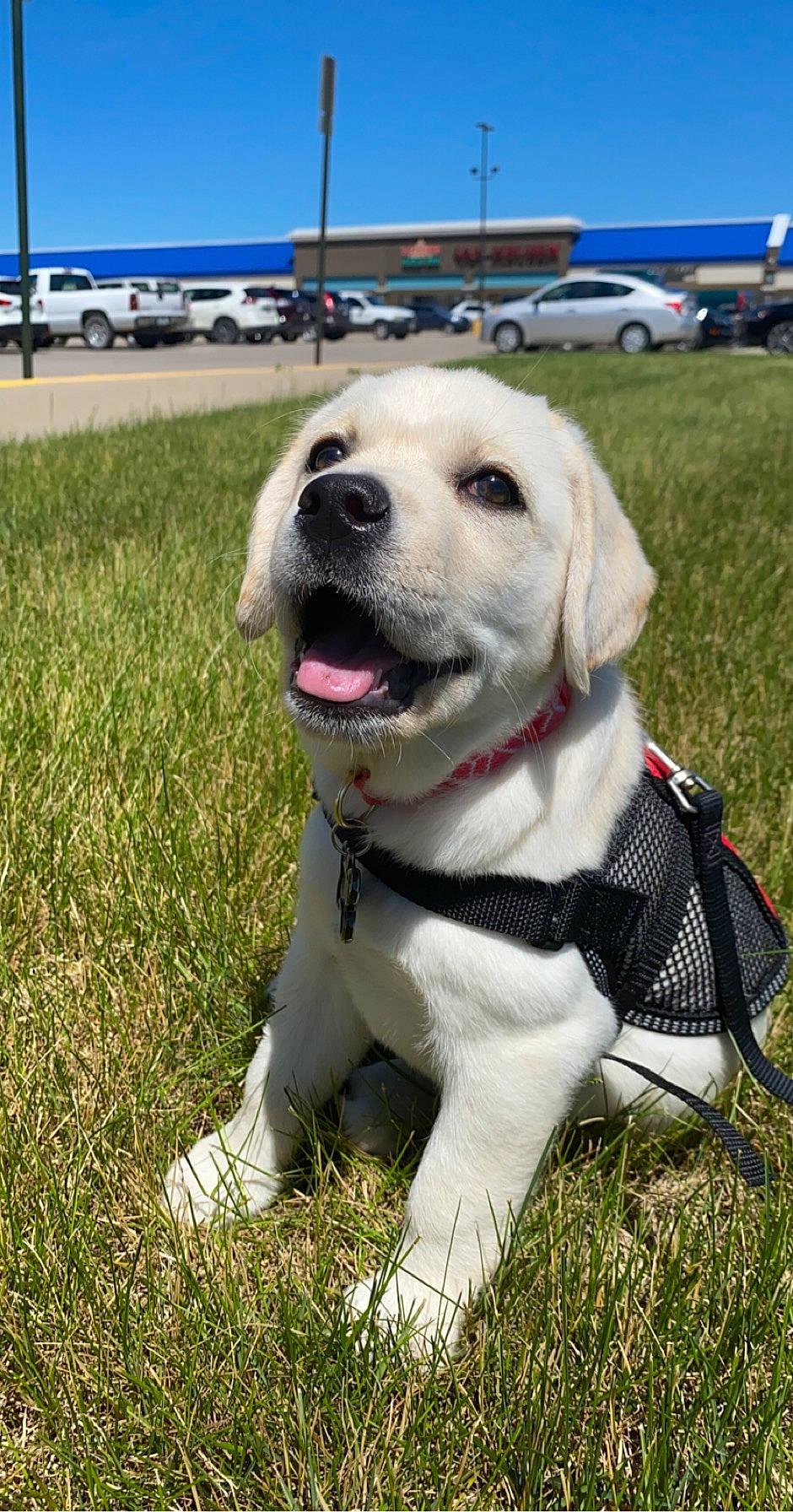 Luna joined the competition — help win amazing prizes! adventure, canidae, carnivore, companion_dog, dog, dog_breed, grass, hunting_dog, labrador_retriever, mammal, obedience_training, puppy, rare_breed_dog, retriever, snout, sporting_group, vertebrate