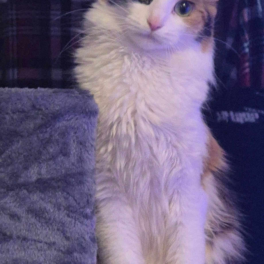 Malenia is registered to the contest to win money with this photo: abyssinian, angora, animal, brasssection, cat, chair, couch, furniture, homedecor, horn, indoors, kitten, manx, musicalinstrument, person, pet, purple, siamese, slate, sleeping