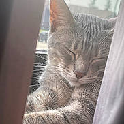 Keona joined the competition — help win amazing prizes! cat, gray_tabby, sleeping, closed_eyes, whiskers, fur, paws, curtain, window, natural_light, indoor, resting, peaceful, closeup, pet, animal, cozy, soft_light, relaxation, domestic_cat