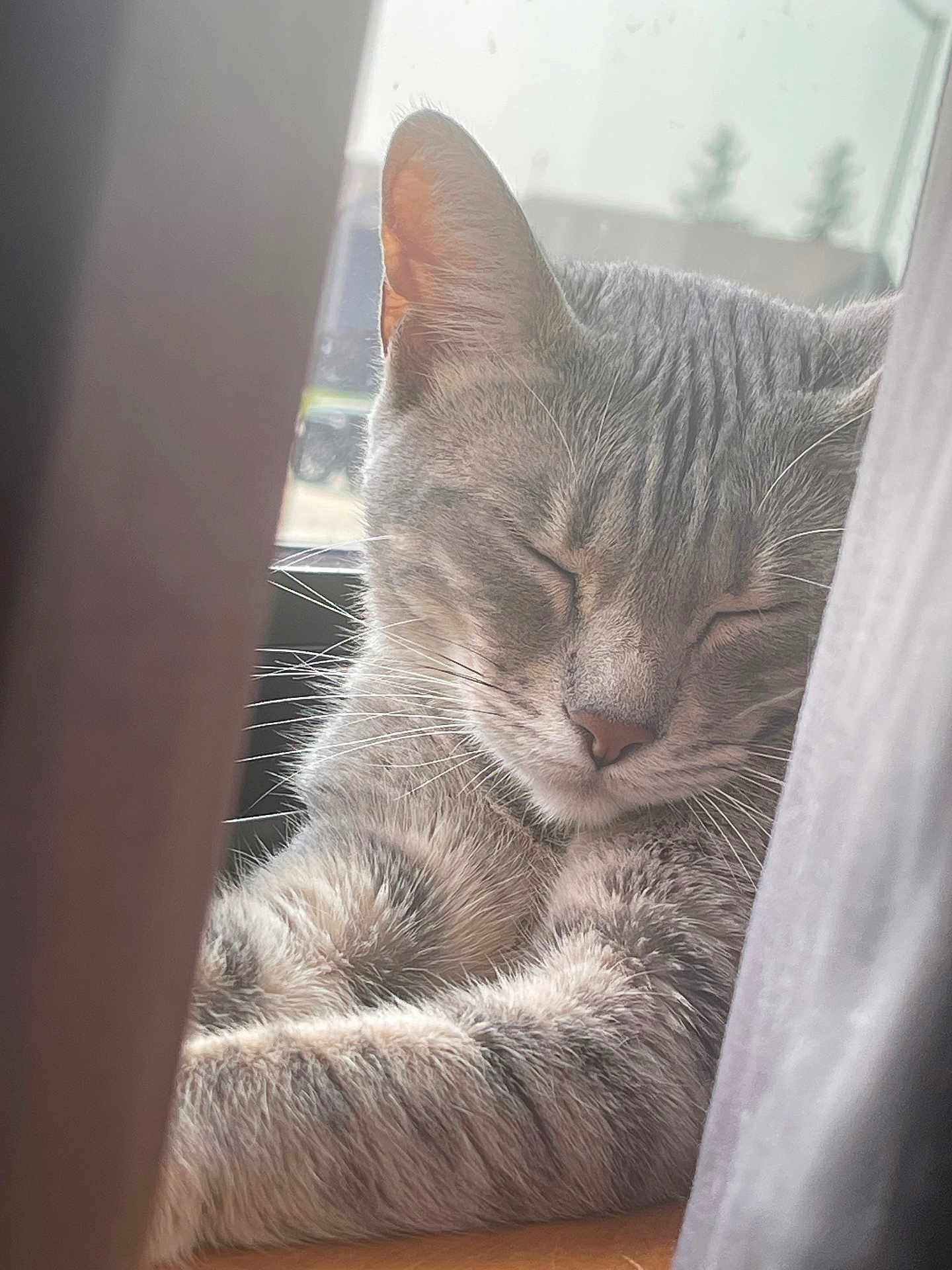 Keona joined the competition — help win amazing prizes! cat, gray_tabby, sleeping, closed_eyes, whiskers, fur, paws, curtain, window, natural_light, indoor, resting, peaceful, closeup, pet, animal, cozy, soft_light, relaxation, domestic_cat