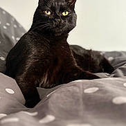 Ron a rejoint le concours — aidez-le/la à gagner de superbes lots ! black_cat, cat, animal, pet, feline, yellow_eyes, bed, blanket, polka_dots, indoor, resting, fur, whiskers, ears, portrait, looking, cozy, comfortable, domestic_animal, close_up