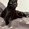 black_cat, cat, animal, pet, feline, yellow_eyes, bed, blanket, polka_dots, indoor, resting, fur, whiskers, ears, portrait, looking, cozy, comfortable, domestic_animal, close_up