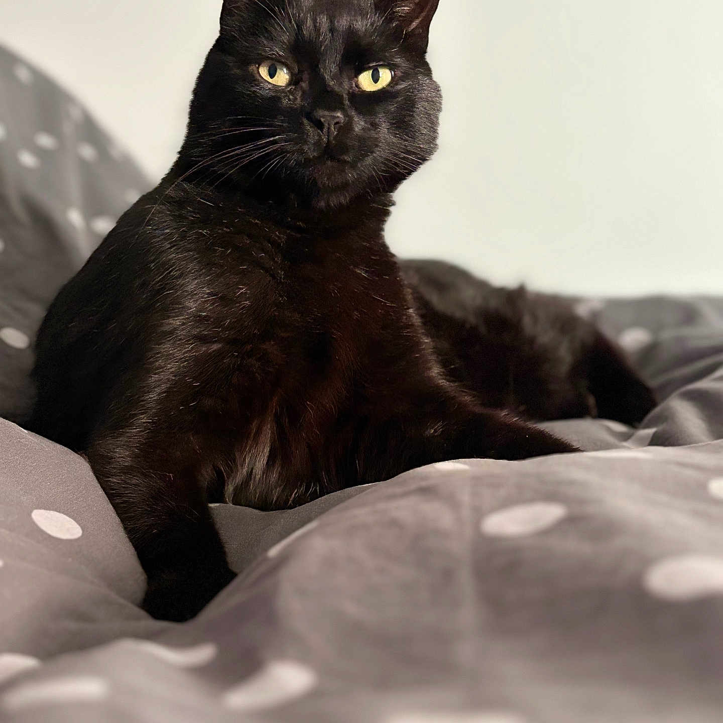 Ron a rejoint le concours — aidez-le/la à gagner de superbes lots ! black_cat, cat, animal, pet, feline, yellow_eyes, bed, blanket, polka_dots, indoor, resting, fur, whiskers, ears, portrait, looking, cozy, comfortable, domestic_animal, close_up