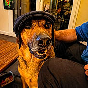 Eva a rejoint le concours — aidez-le/la à gagner de superbes lots ! dog, hat, indoor, person, arm, leg, table, wooden_table, smiling, pet, fur, canine, cozy, home, living_room, decorations, glass_door, warm_lighting, seated, happy