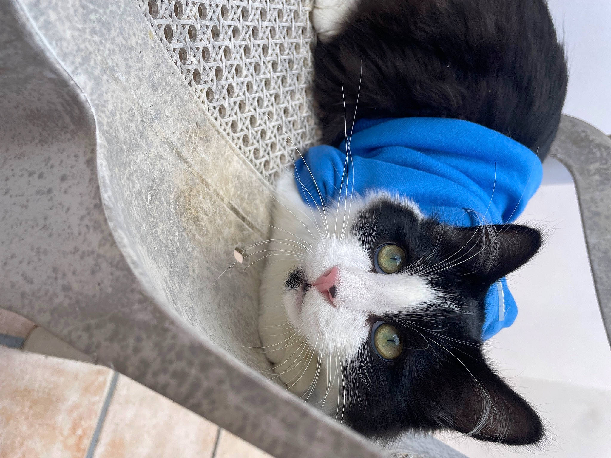 Uryo participe au concours pour gagner de l'argent avec cette photo : carnivore, cat, claw, comfort, domestic_short_haired_cat, electric_blue, felidae, foot, fur, grass, grey, organism, paw, plant, small_to_medium_sized_cats, snout, sporting_group, tail, tree, whiskers