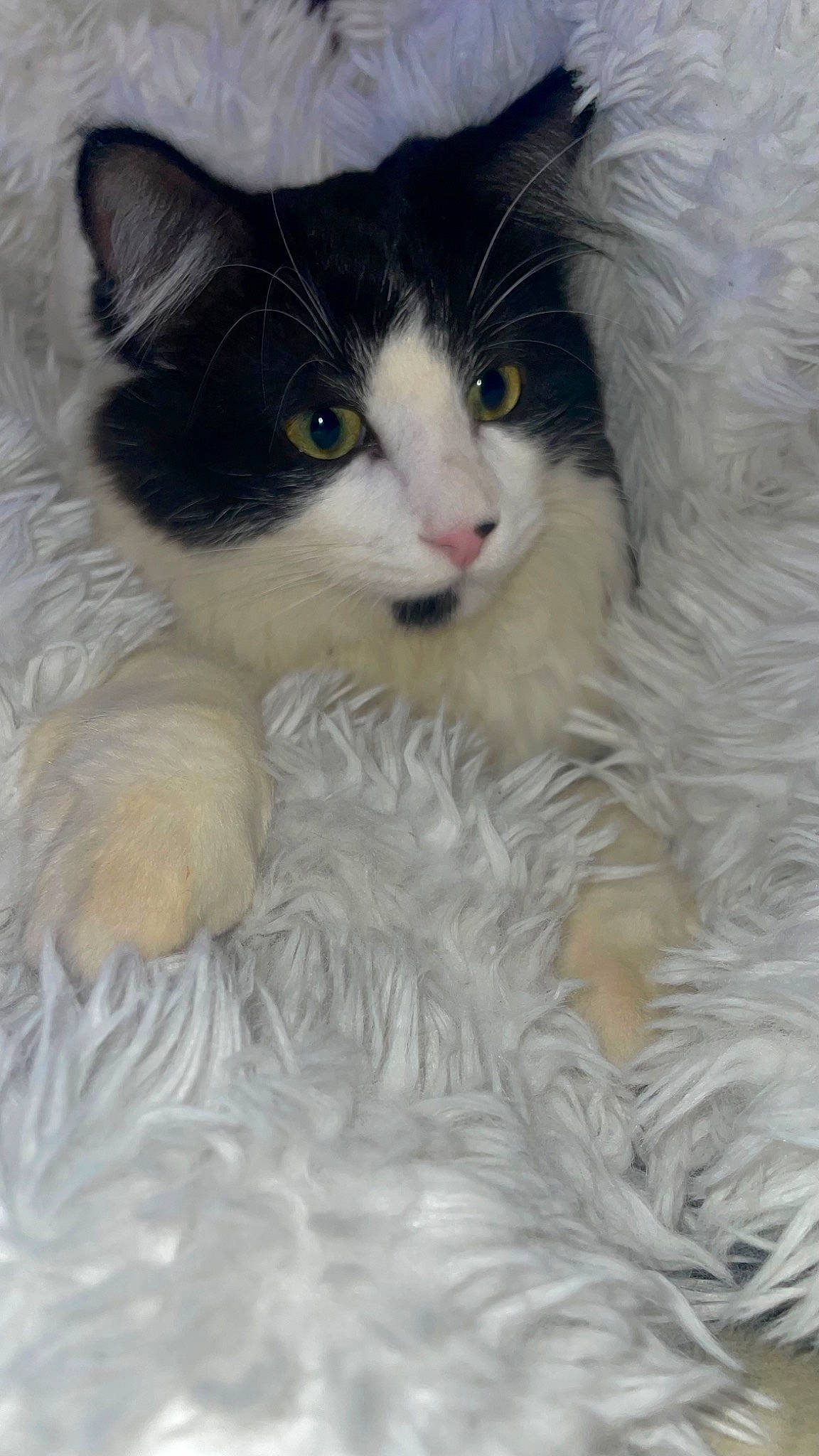 Uryo a rejoint le concours — aidez-le/la à gagner de superbes lots ! carnivore, cat, claw, comfort, domestic_short_haired_cat, eye, fawn, felidae, fur, iris, paw, sitting, small_to_medium_sized_cats, snout, tail, terrestrial_animal, whiskers