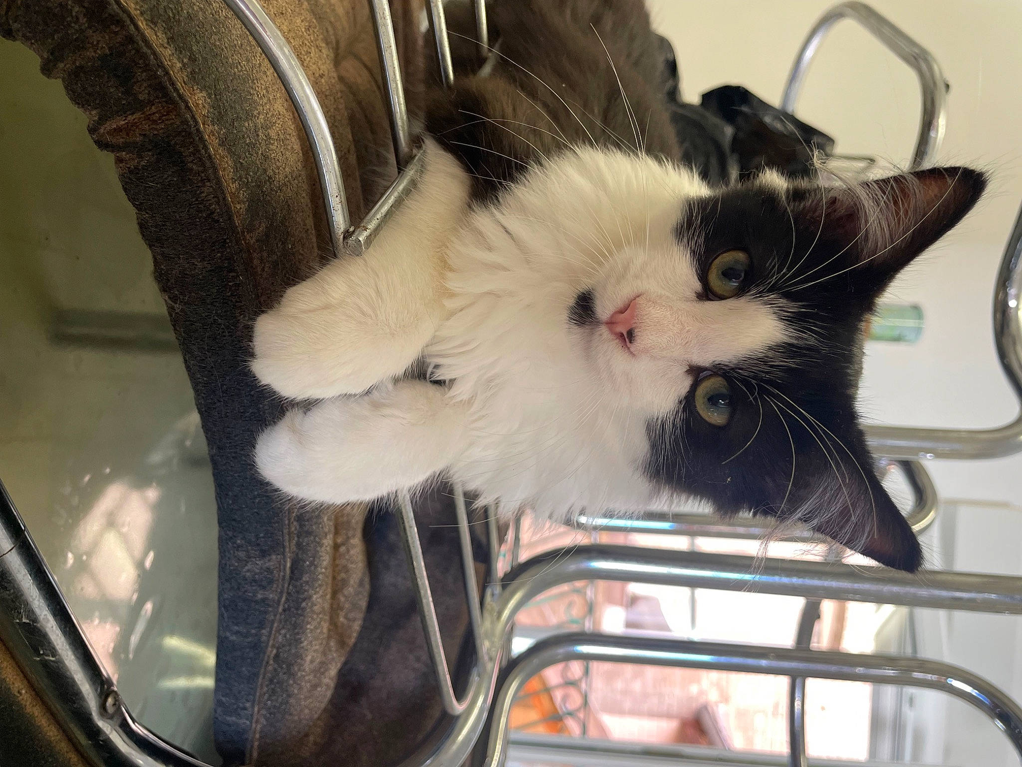 Uryo participe au concours pour gagner de l'argent avec cette photo : animal_shelter, automotive_exterior, carnivore, cat, chair, claw, comfort, domestic_short_haired_cat, felidae, fur, metal, paw, shelf, small_to_medium_sized_cats, snout, tail, whiskers