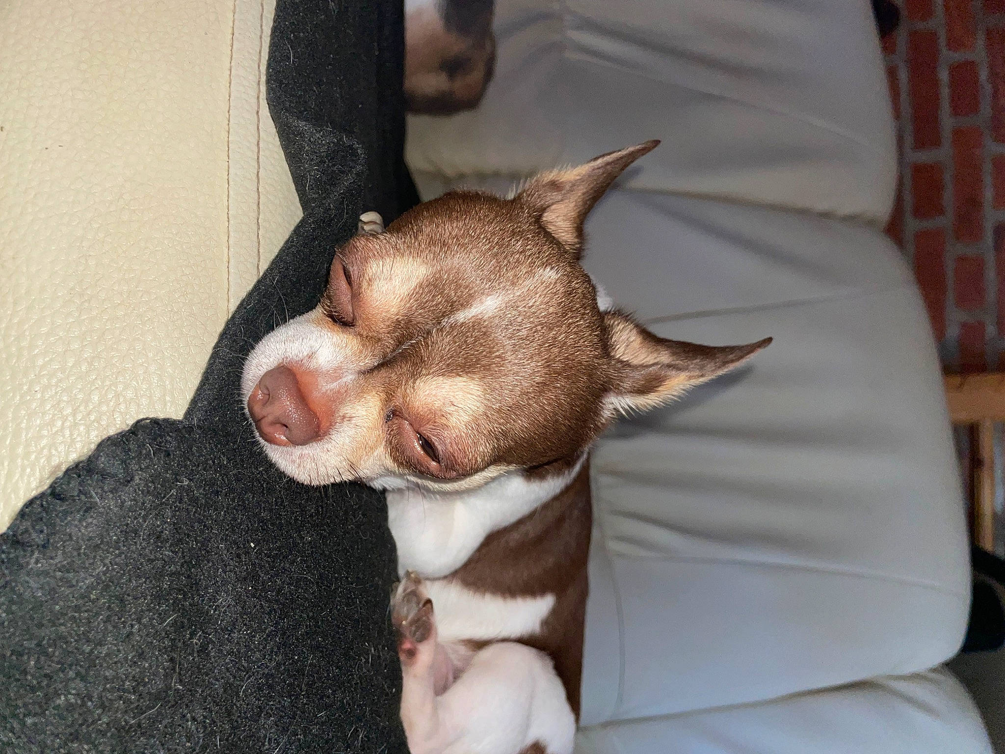 Ryder a rejoint le concours — aidez-le/la à gagner de superbes lots ! canidae, carnivore, comfort, companion_dog, dog, dog_breed, ear, fawn, fur, non_sporting_group, paw, snout, sporting_group, tail, terrestrial_animal, toy_dog, whiskers, working_animal