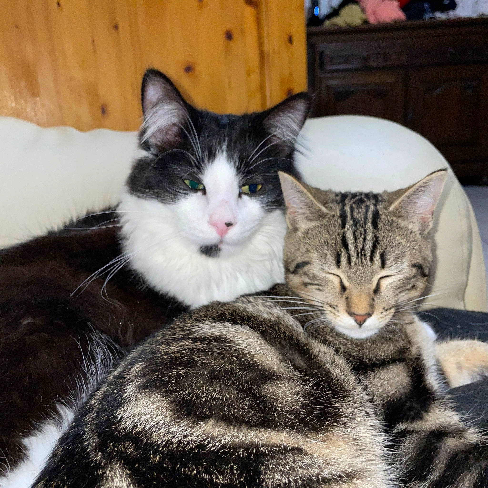 Uryo Et Tyo participe au concours pour gagner de l'argent avec cette photo : box, cabinetry, carnivore, cat, claw, comfort, domestic_short_haired_cat, drawer, felidae, fur, nap, paw, sitting, small_to_medium_sized_cats, snout, tail, tree, whiskers