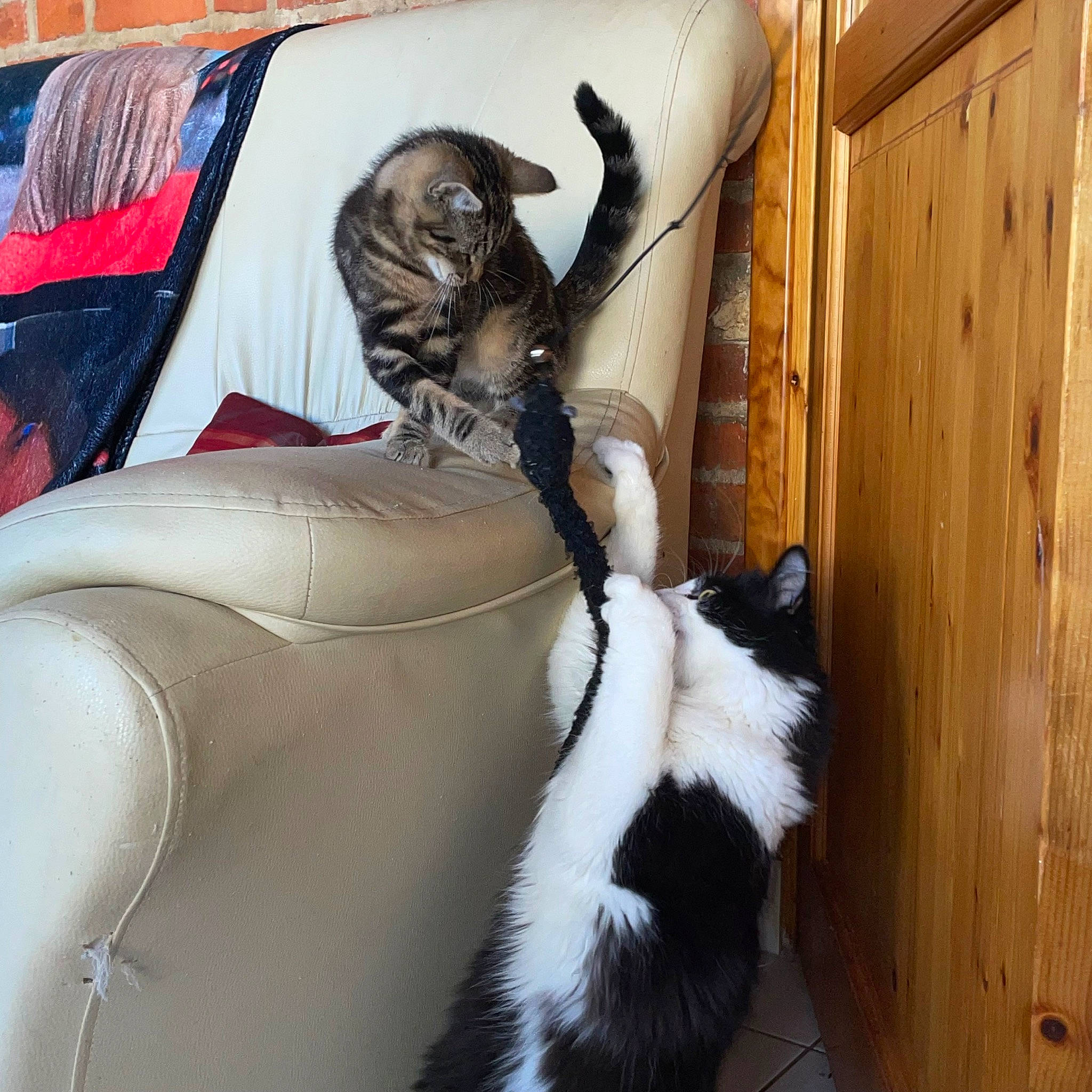 Uryo Et Tyo a rejoint le concours — aidez-le/la à gagner de superbes lots ! art, automotive_design, automotive_exterior, automotive_lighting, automotive_window_part, door, fashion_accessory, fur, hood, motor_vehicle, personal_luxury_car, statue, tail, tree, vehicle_door, visual_arts, window, windshield, wood, working_animal