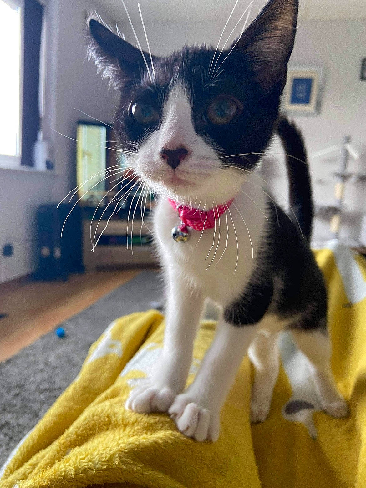 Nala joined the competition — help win amazing prizes! carnivore, cat, claw, comfort, domestic_short_haired_cat, eye, fawn, felidae, foot, fur, mammal, paw, pet_supply, photo_caption, small_to_medium_sized_cats, snout, tail, thai, whiskers, window