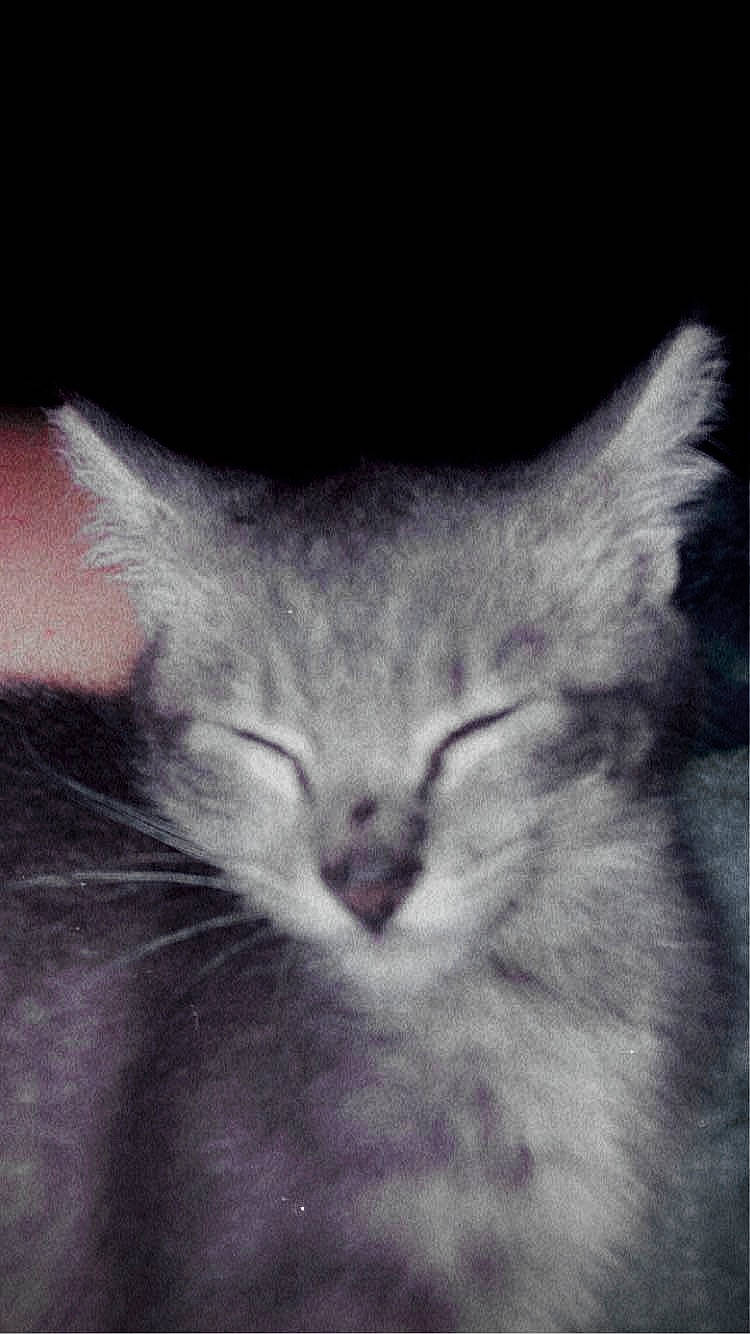 Gaia Lily is registered to the contest to win money with this photo: carnivore, cat, cloud, darkness, domestic_short_haired_cat, eye, felidae, fur, head, iris, meteorological_phenomenon, monochrome_photography, plant, sky, small_to_medium_sized_cats, snout, terrestrial_animal, whiskers, wildlife, window