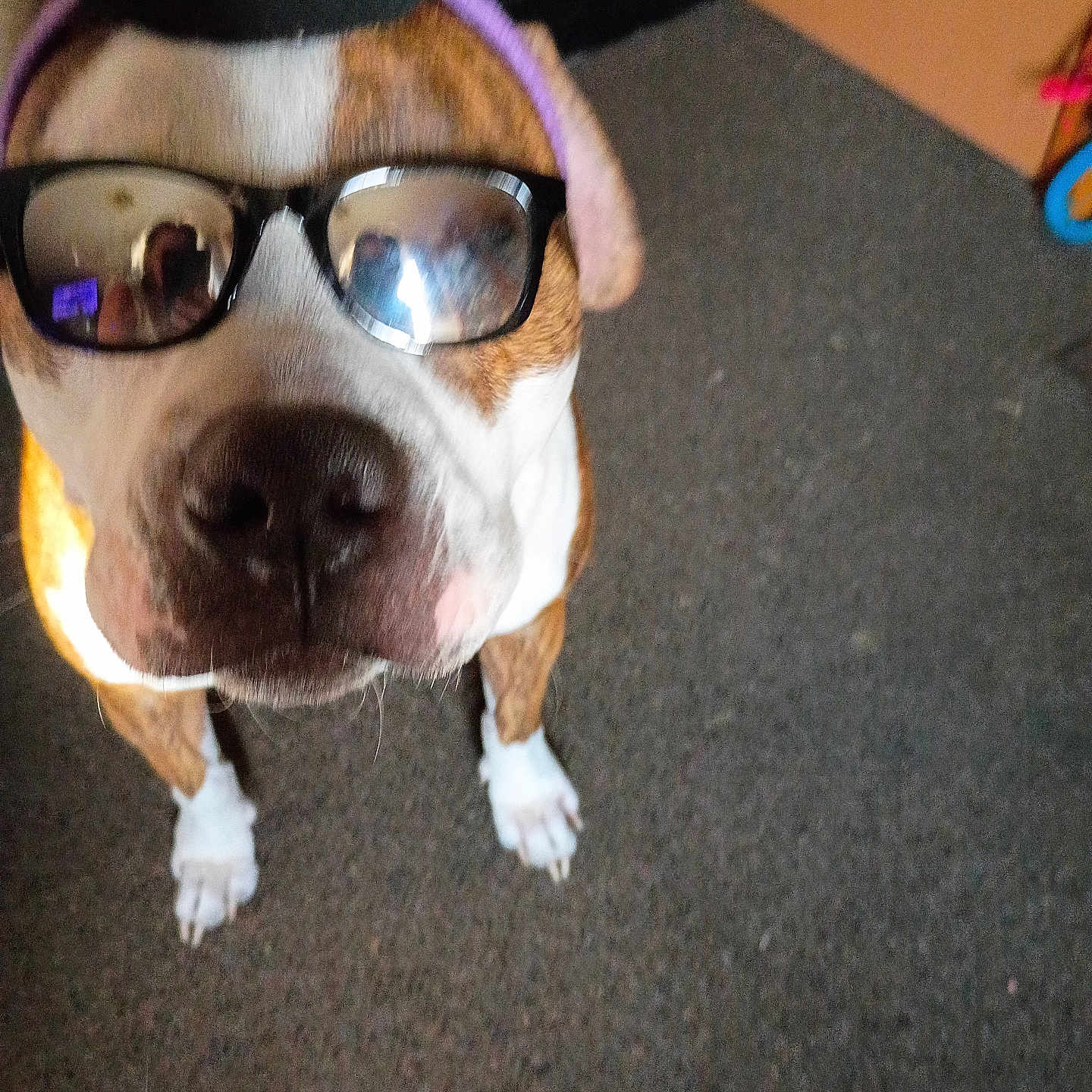 Bully Bull is registered to the contest to win money with this photo: accessory, animal, brown, canine, carpet, closeup, costume, cute, dog, domestic_animal, ears, face, funny, glasses, indoor, pet, portrait, standing, white, witch_hat
