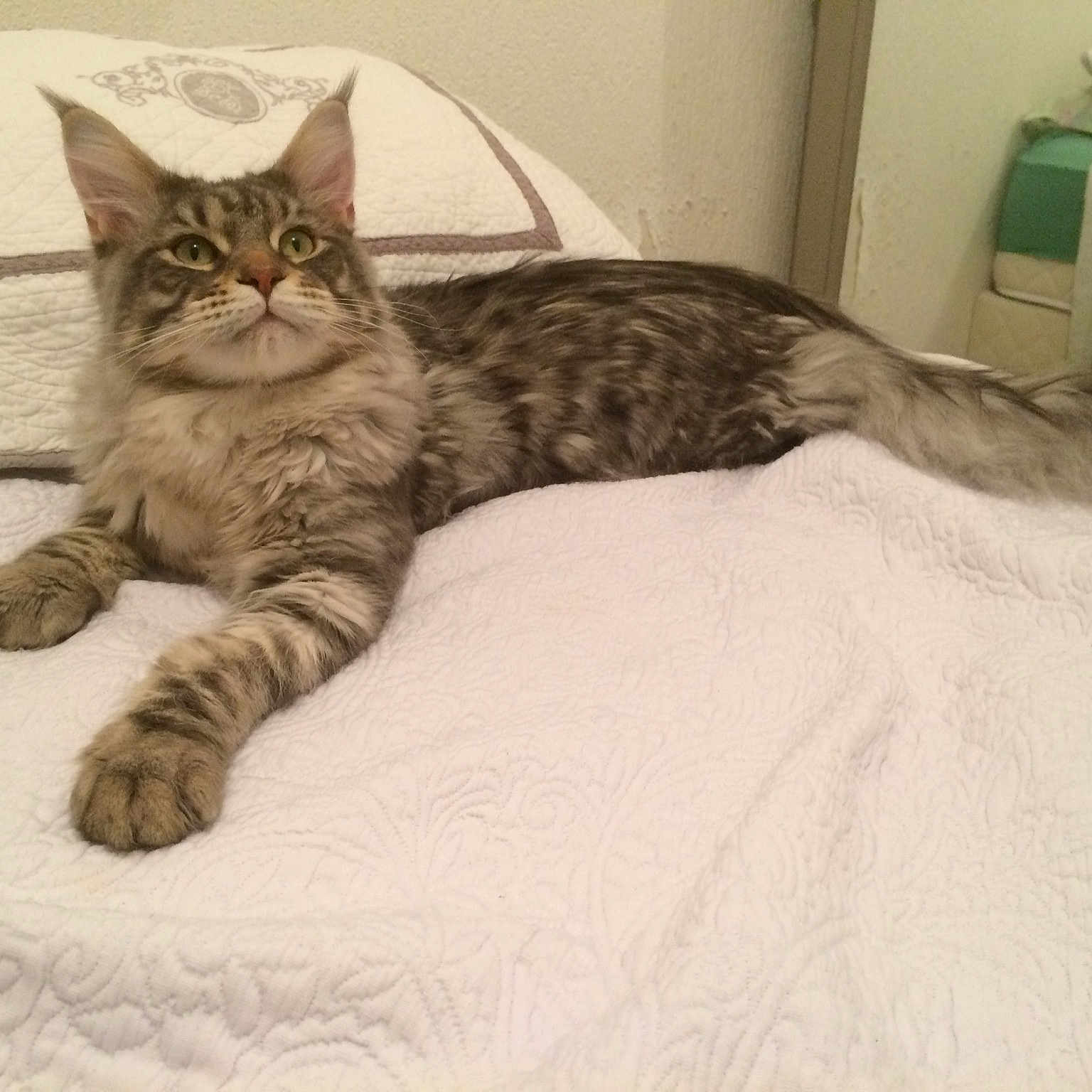 Petrus