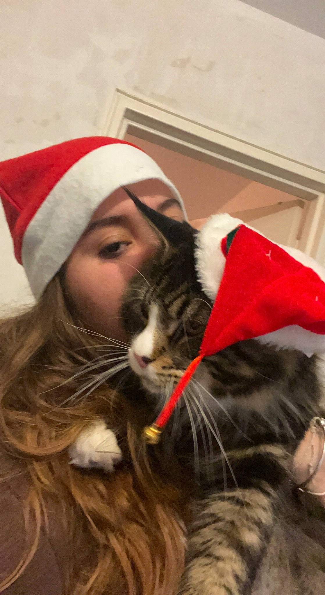 Thors participe au concours pour gagner de l'argent avec cette photo : beard, carnivore, cat, comfort, domestic_short_haired_cat, ear, event, facial_hair, fawn, felidae, fur, grass, happy, holiday, mammal, moustache, small_to_medium_sized_cats, smile, vertebrate, whiskers