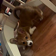 Missy is registered to the contest to win money with this photo: puppy, dog, indoor, wooden_floor, chair, pet, animal, curious, ears, white_chair, floor, cute, small_dog, brown_dog, playful, young_dog, looking, house, domestic, pet_indoor